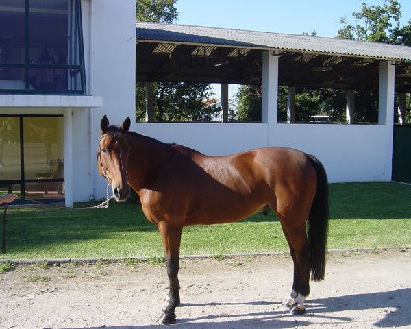 stallion Eden de la Rose (Selle Français, 1992, from Papillon Rouge)