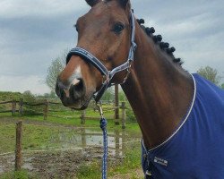 dressage horse Collin 129 (Holsteiner, 2010, from Cachas)