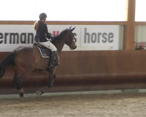 Reitturnier Dettingen 2019