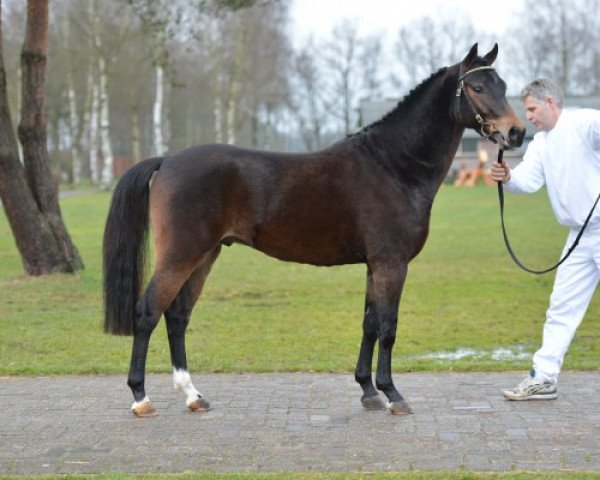 Deckhengst Casandro van de Stompslag (New-Forest-Pony, 2010, von Woodrow Carisbrooke)