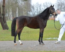 stallion Casandro van de Stompslag (New Forest Pony, 2010, from Woodrow Carisbrooke)