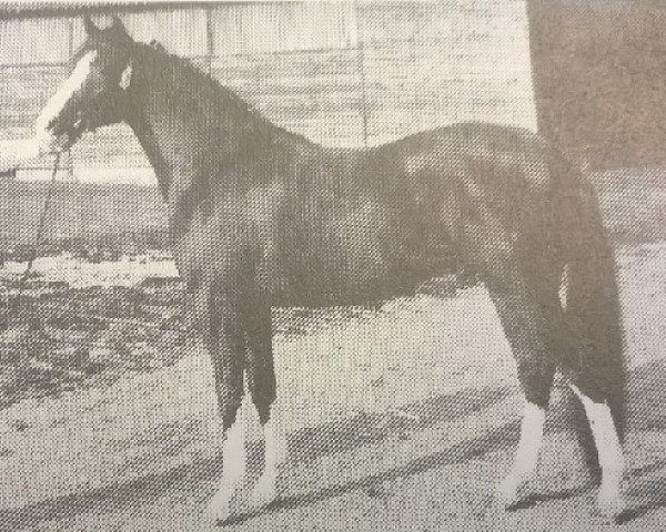 stallion Linde's Rob (New Forest Pony, 1983, from Fivelingo's Robijn)