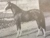 stallion Linde's Rob (New Forest Pony, 1983, from Fivelingo's Robijn)