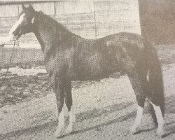 Deckhengst Linde's Rob (New-Forest-Pony, 1983, von Fivelingo's Robijn)