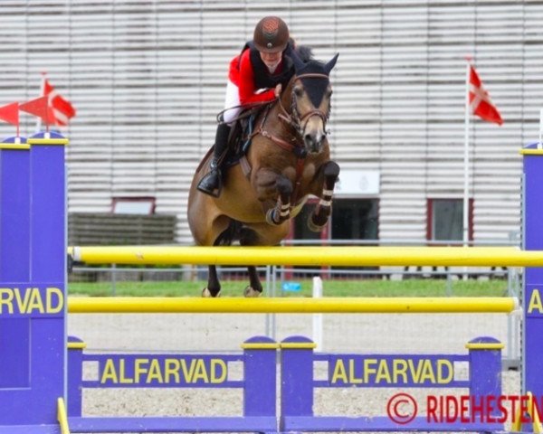 jumper Bassy (Nederlands Rijpaarden en Pony, 2003)