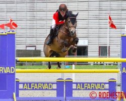 Springpferd Bassy (Nederlands Rijpaarden en Pony, 2003)