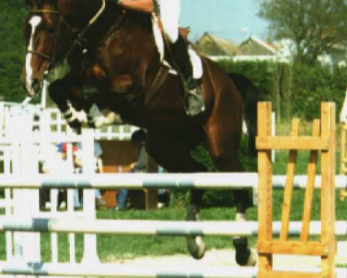 Deckhengst Aladin du Chesnay (Selle Français, 1988, von Muguet du Manoir)