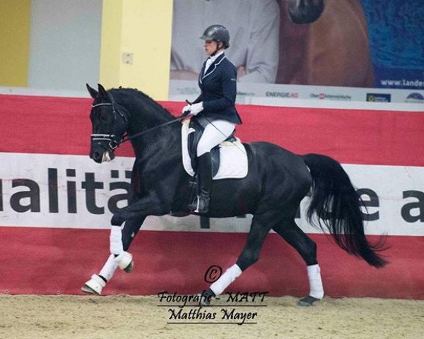 dressage horse Salice Salentino 3 (Zweibrücken, 2012, from Stockholm)