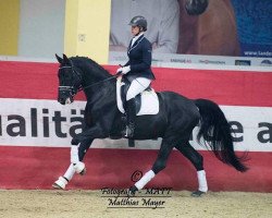 dressage horse Salice Salentino 3 (Zweibrücken, 2012, from Stockholm)