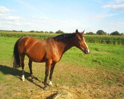 Zuchtstute Nieke (KWPN (Niederländisches Warmblut), 1995, von Holland)