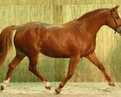 broodmare Petunia (KWPN (Royal Dutch Sporthorse), 1997, from Iroko)