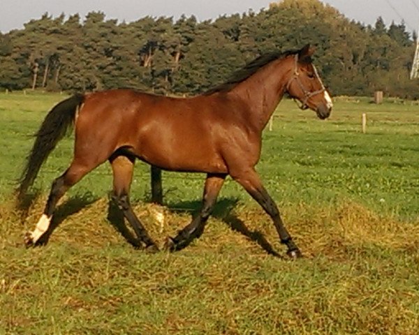 broodmare Caprice DD (Belgium Sporthorse, 2008, from Ogano Sitte)