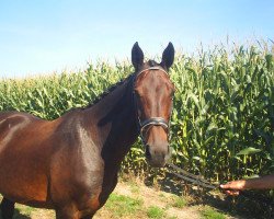 broodmare Odulia Bella (KWPN (Royal Dutch Sporthorse), 1996, from Lux Z)