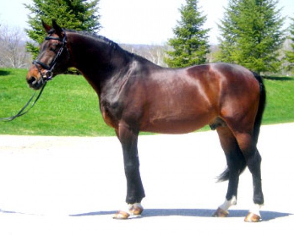 stallion Neostan (Westphalian, 1995, from Florestan I)