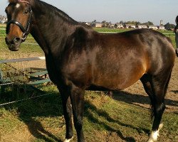 broodmare Ubertij B (KWPN (Royal Dutch Sporthorse), 2001, from Neostan)