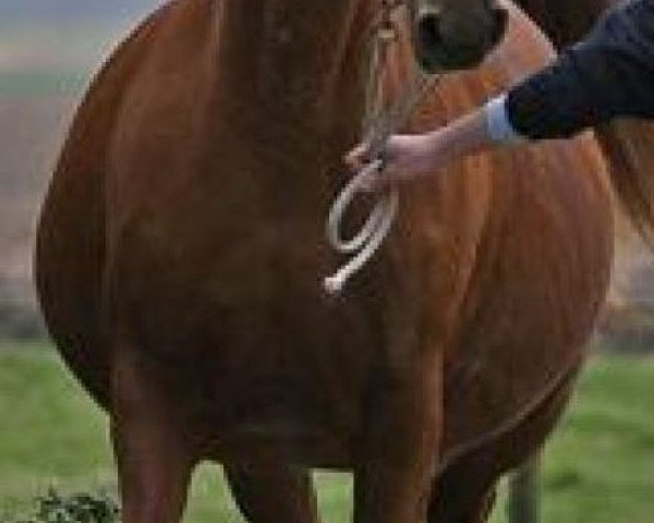 broodmare Salina R (KWPN (Royal Dutch Sporthorse), 1999, from Sable Rose)