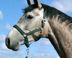 broodmare Govanieke (KWPN (Royal Dutch Sporthorse), 2011, from Cassini Gold)