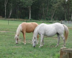 broodmare Ma Belle (German Riding Pony, 1990, from Maior Domus)