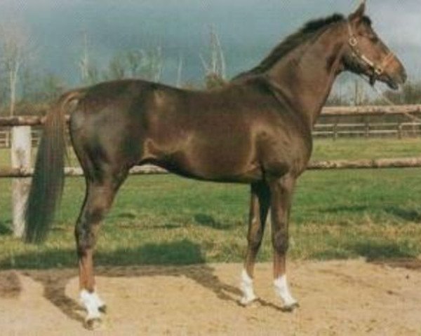stallion Deux de Coeur AA (Anglo-Arabs, 1984, from Garde Coeur xx)