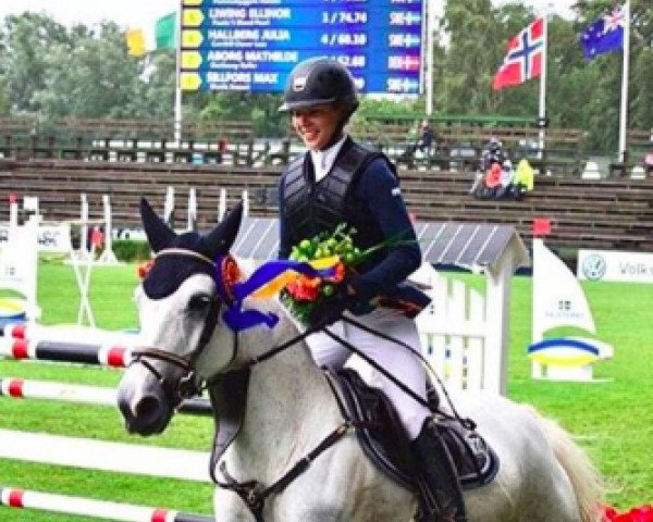 Springpferd Clipz (Schwedisches Warmblut, 2003, von VDL Cardento 933)