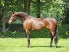 broodmare Agnetha SG (Oldenburg, 2005, from Rohdiamant)