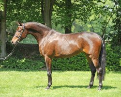 broodmare Agnetha SG (Oldenburg, 2005, from Rohdiamant)