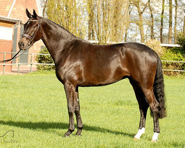 broodmare Pailola SG (Oldenburg, 2004, from Sandro Hit)