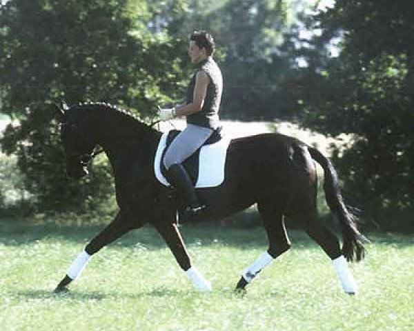 broodmare Royal Princess (Oldenburg, 1998, from Rohdiamant)