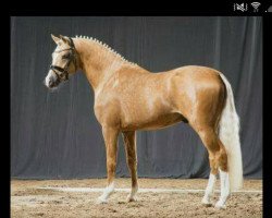 dressage horse Magic Moment 23 (German Riding Pony, 2014, from FS Mr. Right)