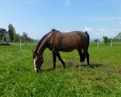 Springpferd Zorro 254 (Schweizer Warmblut, 1996, von Zaandam)