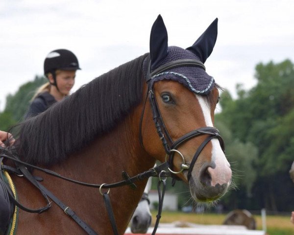 dressage horse Murmel 58 (German Riding Pony, 2010, from Take it easy)