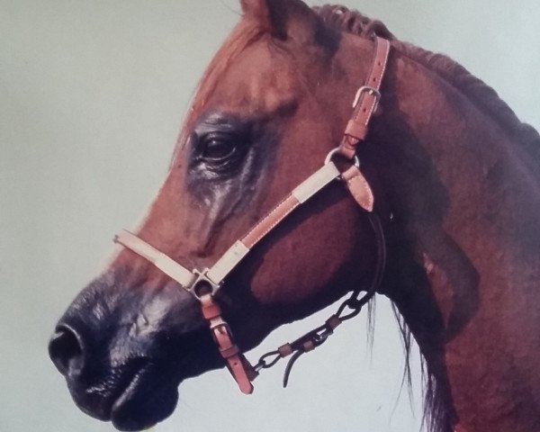 horse Sorak ox (Arabian thoroughbred, 1970, from Khaliq ox)