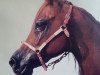 stallion Sorak ox (Arabian thoroughbred, 1970, from Khaliq ox)
