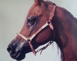 stallion Sorak ox (Arabian thoroughbred, 1970, from Khaliq ox)