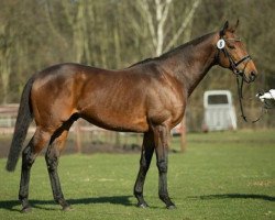 stallion Baltic Rock xx (Thoroughbred, 2009, from Rock Of Gibraltar xx)