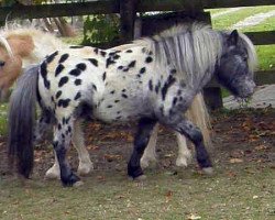 Deckhengst Frosti's Filou von Buchberg (Dt.Part-bred Shetland Pony, 2010, von Frosty Flake II of Roinja)