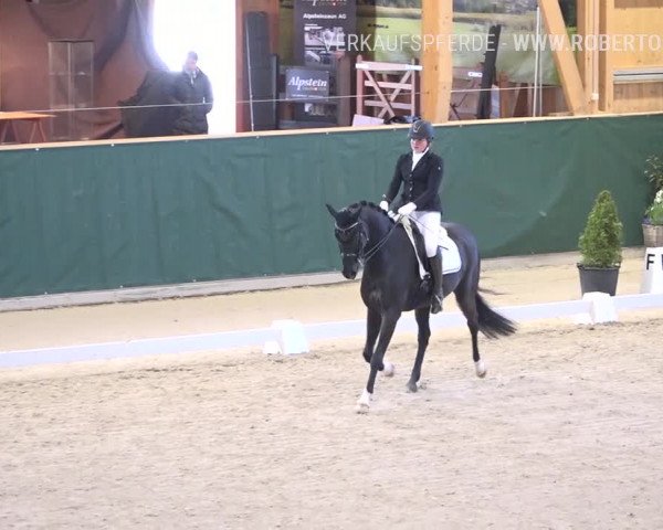 Reitturnier Dielsdorf, Horsepark 2019