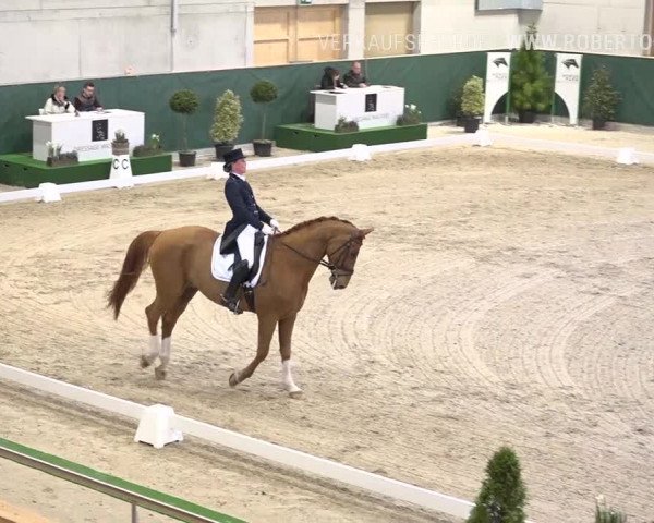 Reitturnier Dielsdorf, Horsepark 2019