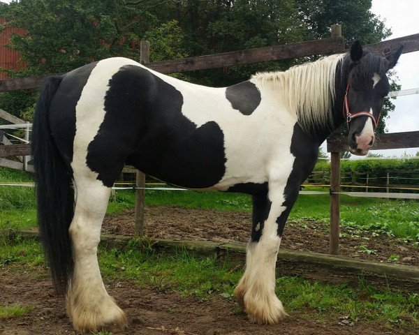 broodmare Jewel (Tinker / Irish Cob / Gypsy Vanner, 2000)