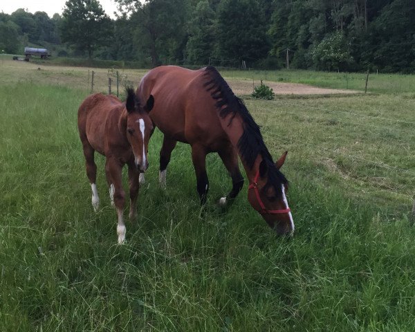 Zuchtstute Loreley (Sächs.-Thür. Schweres Warmbl., 2015, von Ellington)