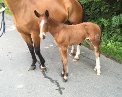 broodmare Lima (Sachs-door. Heavy Warmbl., 2016, from Everest)