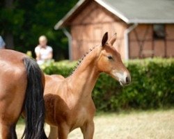 stallion Elbprinz (Sachs-door. Heavy Warmbl., 2015, from Elbgraf)