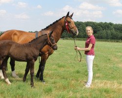 Dressurpferd FST Laurenzia (Sächs.-Thür. Schweres Warmbl., 2016, von Elbgraf)