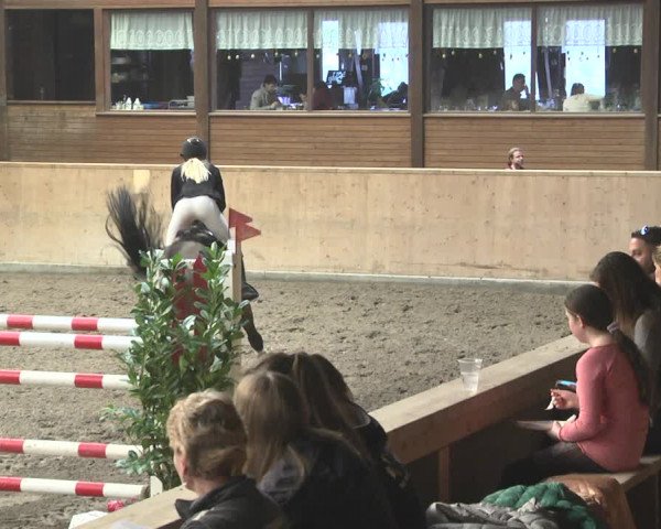 Reitturnier Mannheim-Neckarau 2019