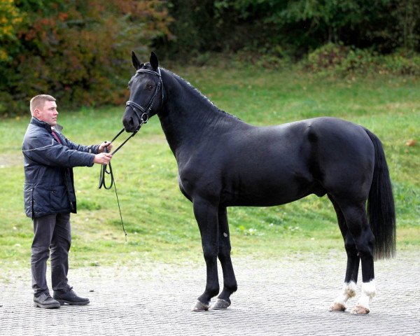 Pferd Elinox (Sächs.-Thür. Schweres Warmbl., 2014, von Elitär)