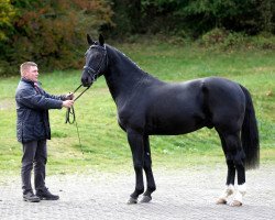 Pferd Elinox (Sächs.-Thür. Schweres Warmbl., 2014, von Elitär)