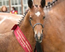 horse Equinox (Sachs-door. Heavy Warmbl., 2012, from Epilog)