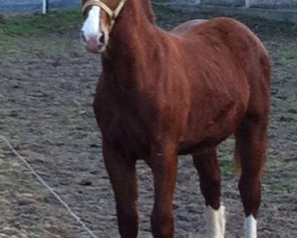 Pferd Eldorado (Sächs.-Thür. Schweres Warmbl., 2011, von Elbling)