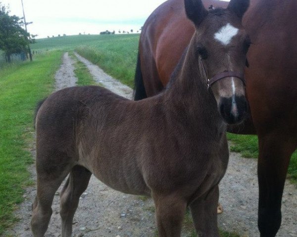 horse Velton (Sachs-door. Heavy Warmbl., 2012, from Veltiner)