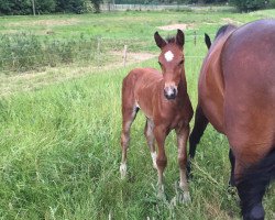 broodmare Lexica (Sachs-door. Heavy Warmbl., 2015, from Lexter *)